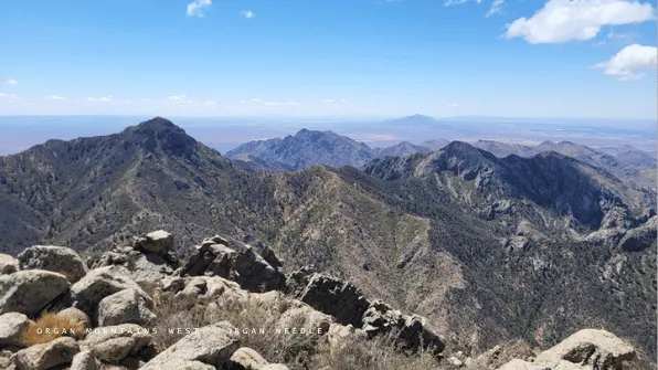 ORGAN MOUNTAINS WEST - ORGAN NEEDLE