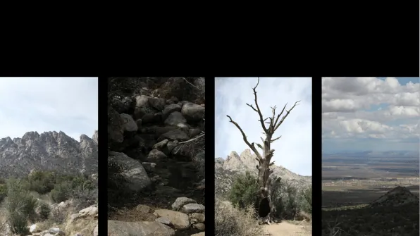 PINE TREE TRAIL