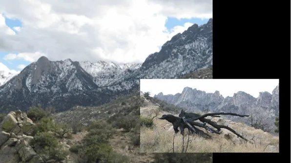 PINE TREE TRAIL