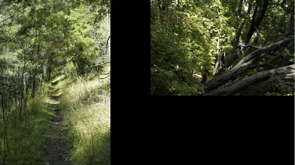 OSHA TRAIL